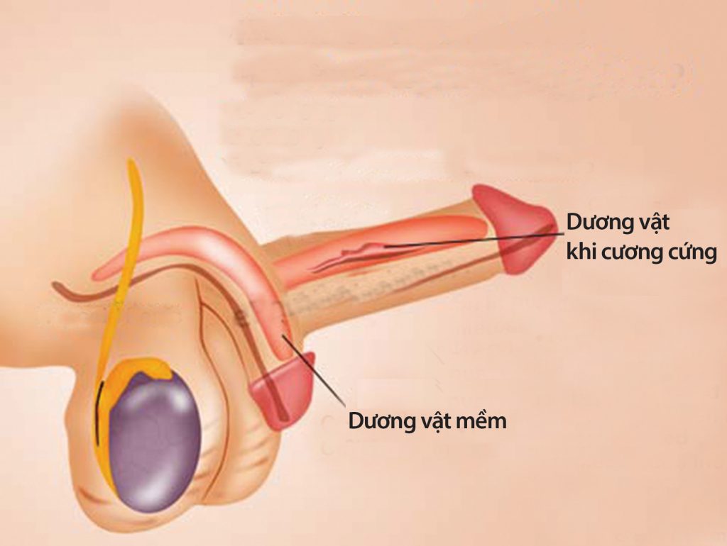 roi-loan-tinh-duc-nam-gioi